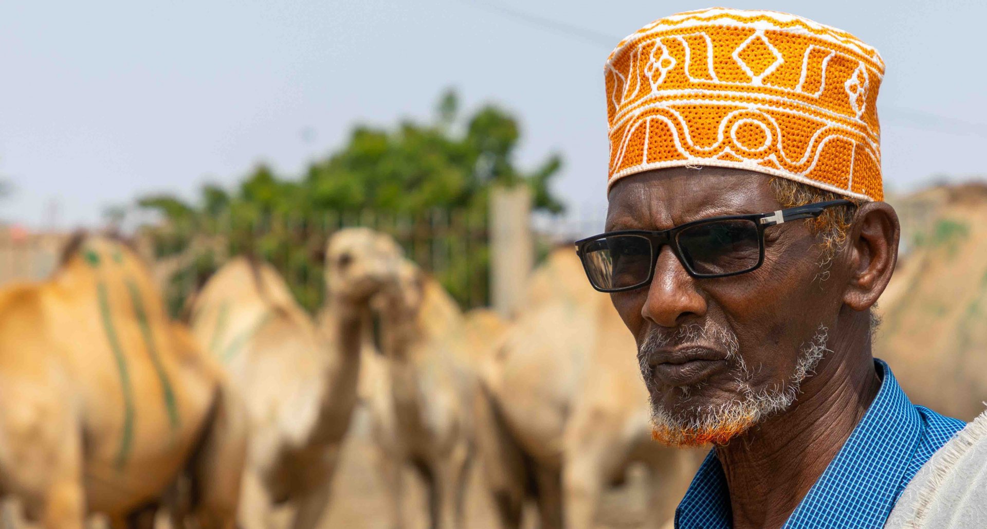 A Somali man wearing an orange embroidered cap stands in front of a heard of camels.