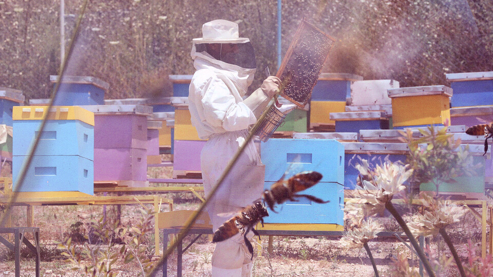 A composite image of Khaled Al Mahmoud inspecting a frame amid colorful wooden hives with bees and flowers in the foreground in Mazra'at Jemjim, Lebanon. Photos taken on June 11, 2022 by Marwan Tahtah. (The Public Source)