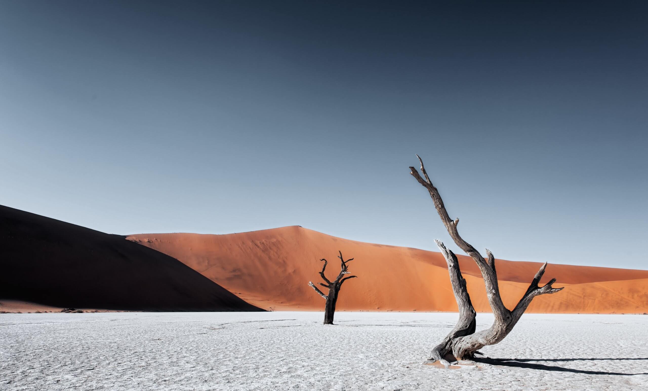 A bare tree in a desert landscape